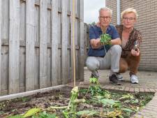 Kamervragen over weghalen wietplanten Jan en Jannie uit Hasselt; D66 wil uitzondering maken