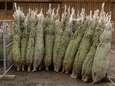 Votre sapin de Noël au meilleur prix: “Chasseurs de promos” partage deux super deals 