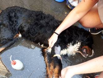 Twee honden zitten meer dan 5 uur opgesloten en sterven in snikhete wagen op parking AZ Sint-Jan Brugge