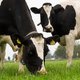 Biokoe slechter voor milieu dan gewone koe