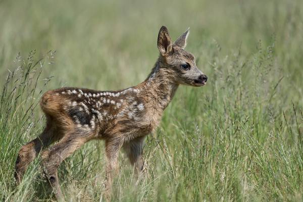 Cuddly & Wild: Adorable Animal Babies