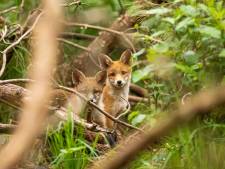 Nieuwsgierige reeën en vossen veroveren de stad en vogels hoeven niet te vechten om een nest-struikje