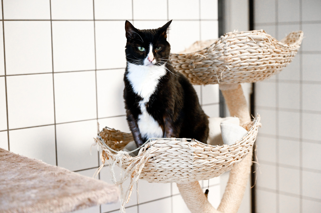 Dierenasiel voelt hogere kosten in de portemonnee; Even katten laten 'helpen' en de rekening al snel op. | Foto | pzc.nl