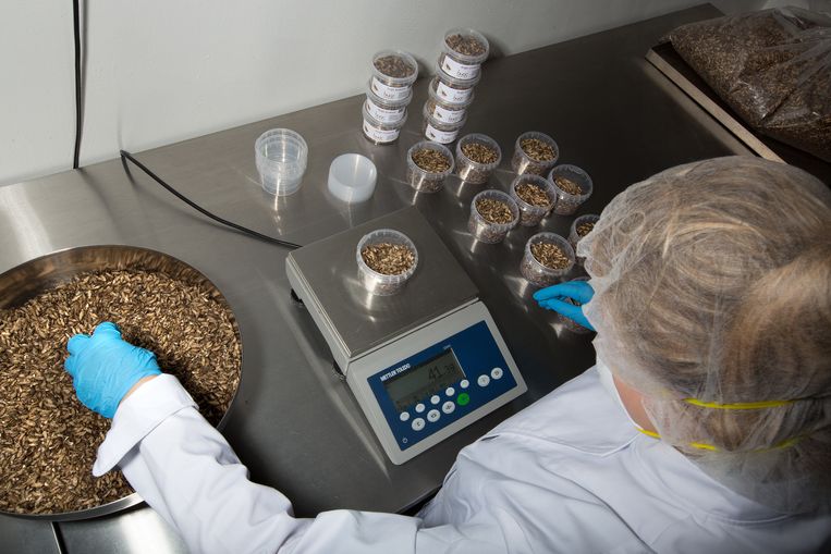 De insectenbranche groeit hard. De Nederlandse fabriek Kreca produceert al duizenden kilo's wormen per dag. Beeld Hollandse Hoogte / Najib Nafid