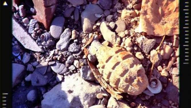 Lage waterstand; roestige granaat gevonden aan de Lek: ‘Wie weet wat er nog meer naar boven komt’
