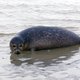 'Solistische' zeehond duikt op in Drenthe
