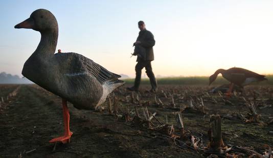 Een jager loopt met een geschoten gans oover een akker, tussen de levende ganzen door.