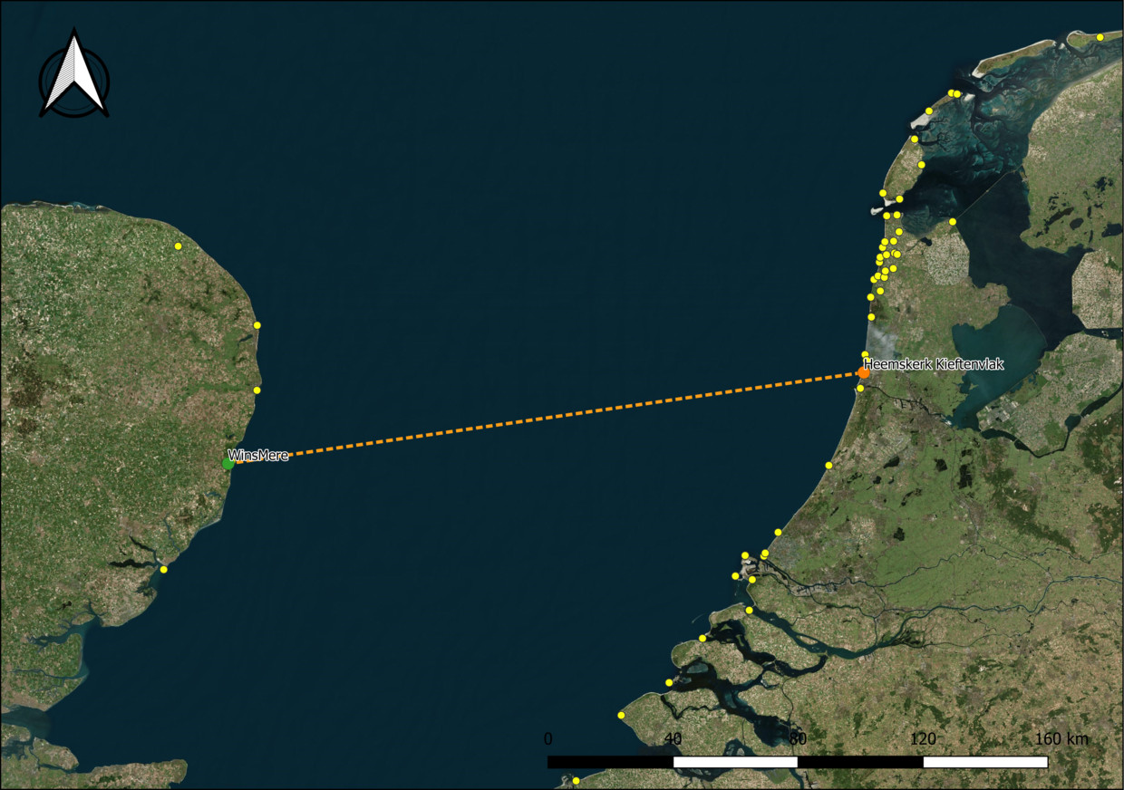 Het vliegpad van de ruige dwergvleermuis. Beeld 