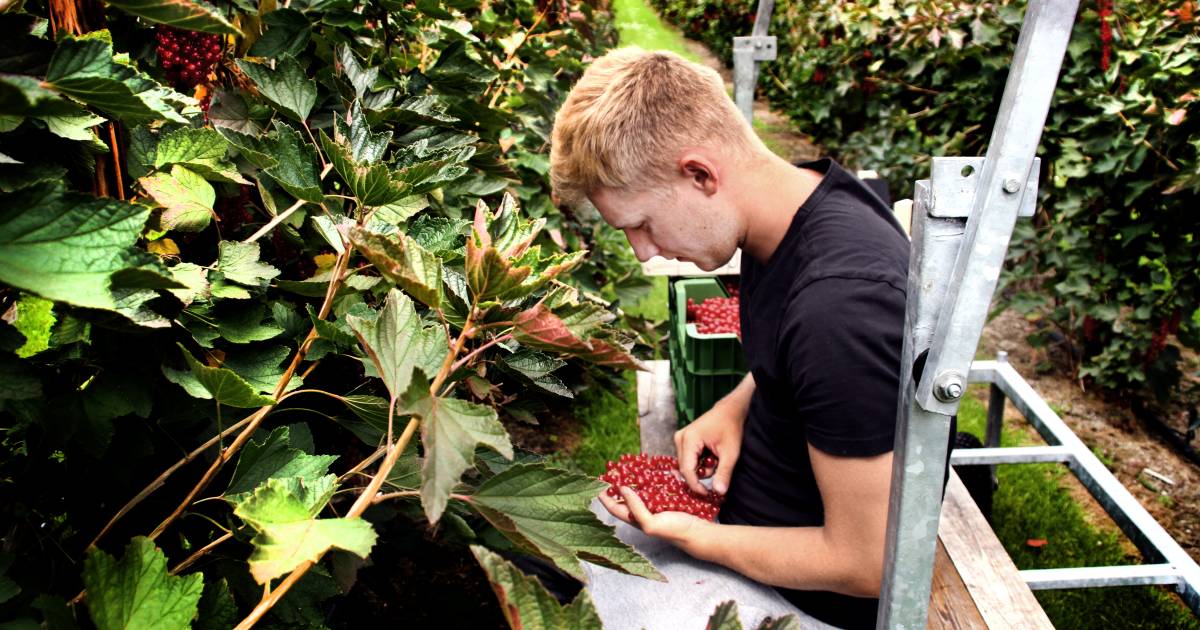 Fruitplukken als vakantiebaantje? Busje brengt je naar werkplek | Woerden