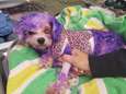 Hondje onder de zware brandwonden door nieuwe "hippe" haarkleur