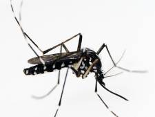 Drie gevaarlijke muggensoorten duiken op in Nederland