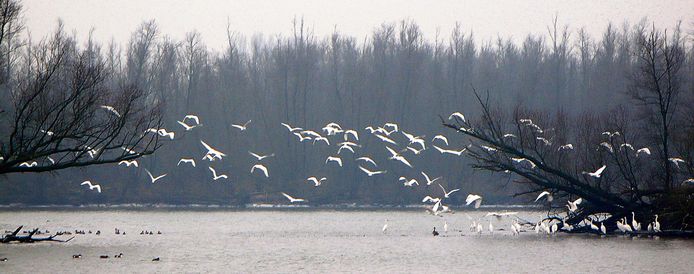 Spitsuur met vogels in de Biesbosch. Het afgelopen weekeinde was het spitsuur met speedboten.