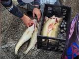 Scandale de tricherie au tournoi de pêche du lac Érié: des poissons remplis de... poids par les gagnants