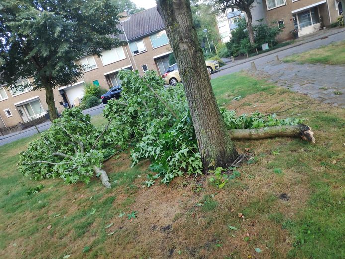 Afgebroken boom in de wijk Westrand in Roosendaal.