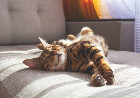 Volgens onderzoek kun je net zo goed een kat nemen