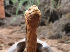 Seksverslaafde reuzenschildpad (plus 100) mag na 44 jaar succesvol dekken met pensioen