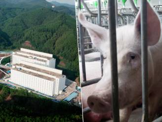 Deze varkens zitten dag en nacht opgestapeld in flatgebouwen: dit is volgens China kwekerij van toekomst