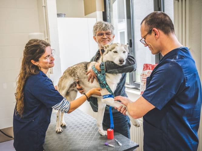 Europese primeur met genetische consultaties bij huisdieren: “Mijn Siberische husky Qoriak (6) heeft epilepsie, maar zijn zusje misschien niet”