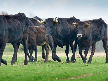 Tauros valt twee wandelaars aan in de Maashorst bij Uden