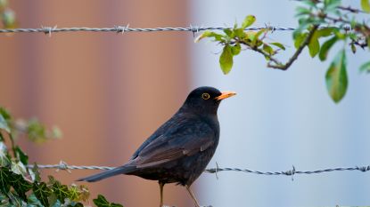 Het grote vogelweekend: zo hard sloeg ziekte toe bij merels in Vlaanderen