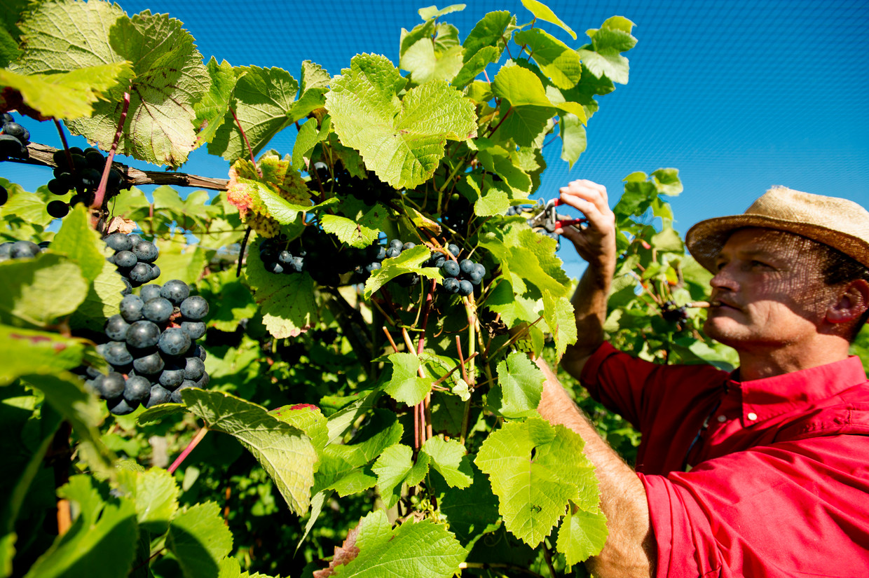 De oogst van Nederlandse wijndruiven bij biologische wijngaard Domein Hof te Dieren.  Beeld ANP ROBIN VAN LONKHUIJSEN