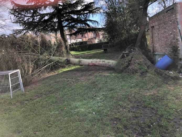 Een omgewaaide boom in Schelle.