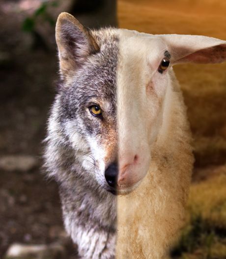 Hoe moet het verder met de wolf en het schaap? ‘Als je wolven wil, moet je ze ook mogen schieten’