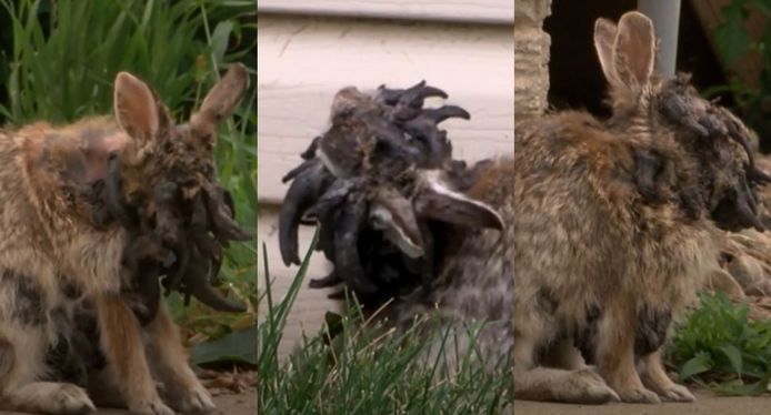 Un lapin très étrange, avec des excroissances sur la tête, a été aperçu aux États-Unis.