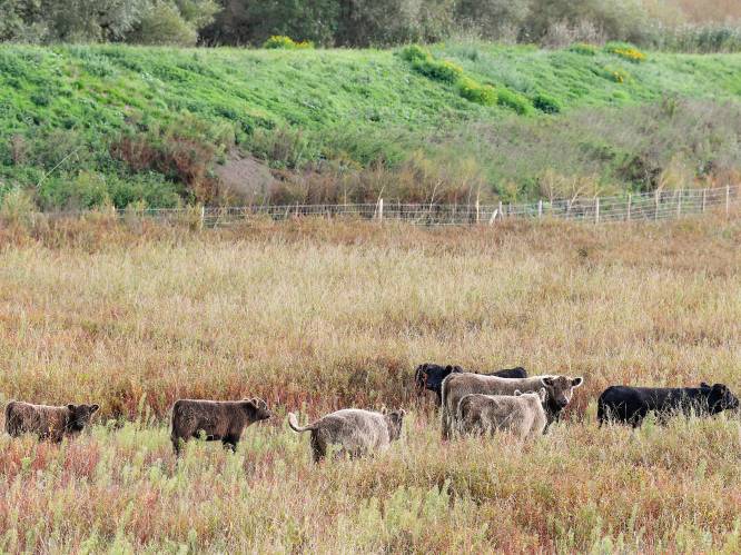 Gemeenteraad keurt kandidatuur voor nationaal park Scheldevallei goed: “Maar als onze voorwaarde niet gevolgd worden, stappen we er meteen uit”