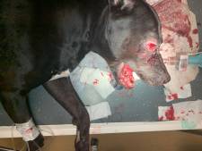 Politie over actie arrestatieteam tegen hond Tommy: ‘Incident is pijnlijk en aangrijpend’