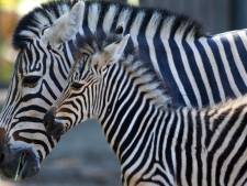 Experiment toont aan waarom zebra's gestreept zijn