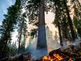 Bosbrand in nationaal park Yosemite bedreigt sequoiabomen