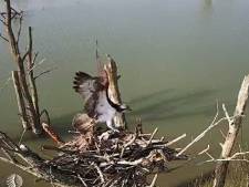 Honderden vogelliefhebbers wachten in spanning op romantische hereniging visarenden op het webcam-nest