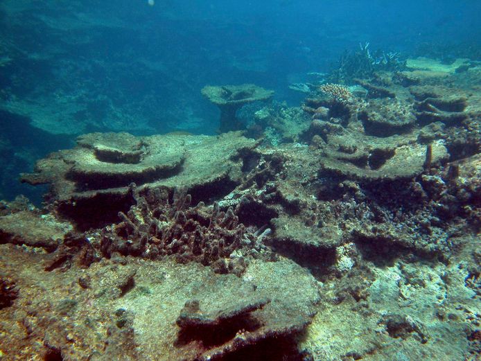 De schade die werd aangericht door doornenkronen op Beaver Reef in het Great Barrier Reef.