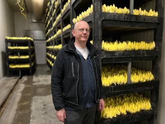 Bruyninckx Chiconettes zet in op duurzaam waterbeheer: “Op dit moment draaien we 50% op regenwater, maar we gaan naar 95%” 
