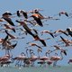 Bijzondere ontdekking: zwarte flamingo