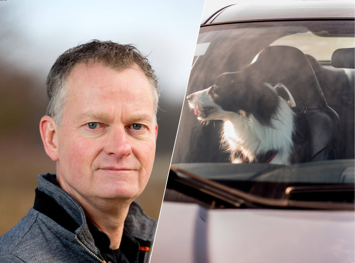 Een hond die voor in de auto zit, mag dat wel? | Foto | AD.nl