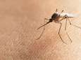 Mooi lenteweer heeft ook keerzijde: muggen steken vroeger de kop op dan gewoonlijk