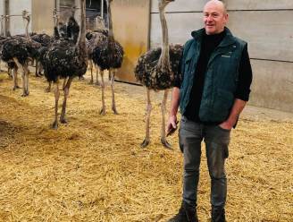 600 struisvogels van kwekerij blijven binnen: “Tot het einde van de ophokplicht gaan ze in hun kot. Net als wij”