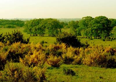 Mierennest bewijst: Plantage tussen Elst en Rhenen floreert