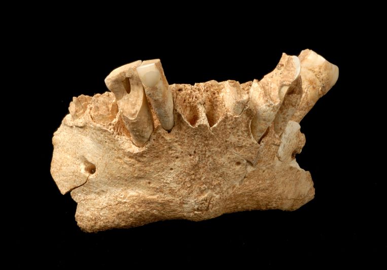 1,2 miljoen jaar oude primitieve mensachtige onderkaak, gevonden in een grot in Noord-Spanje. (Nature) Beeld 