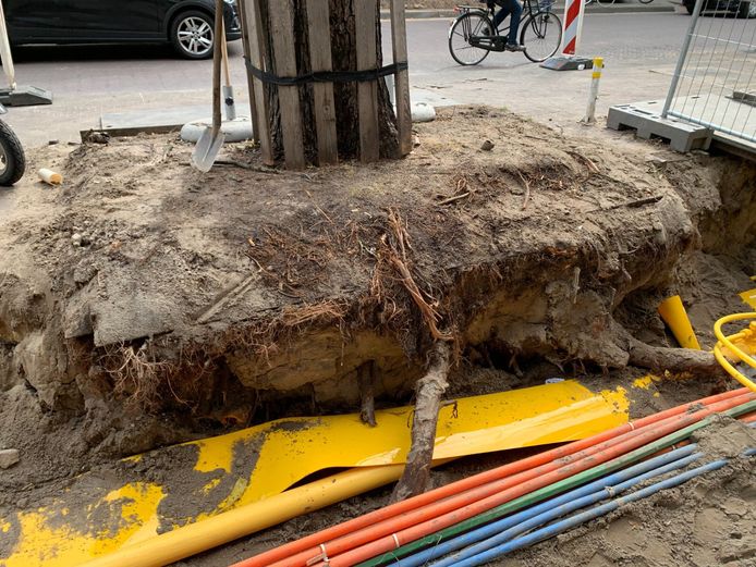 Bomen flink beschadigd door graafwerkzaamheden ‘Dit is onacceptabel, de bomen lijden’ Den