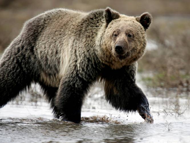 Grizzlybeer bijt mijnwerker dood in Alaska