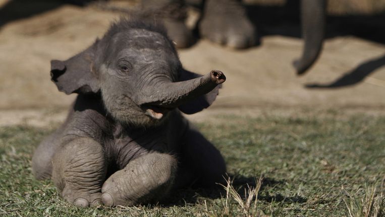Een baby-olifant. Beeld ap