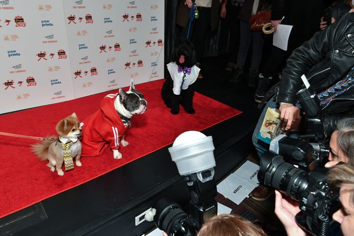 Honden poseren op de rode loper in New York bij de première van de film Isle of dogs. Bij deze voorstelling mochten de honden ook zelf bij de voorstelling aanwezig zijn. Foto Dia Dipasupil