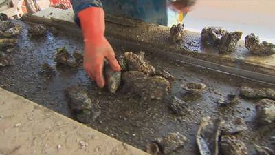 Verse Zeeuwse oesters uit de Oosterschelde zijn opnieuw op de markt