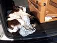Hond sterft na uur in bench in snikhete koffer in Ninove