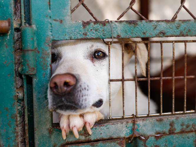 Wat je moet weten als je een hond uit het asiel wil halen: “Het duurt zo’n 6 maanden voor de stress van dat verblijf verdwijnt”