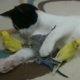 Poes knuffelt met parkieten
