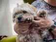 Bruno, het hondje van de Bommelse Tina Bragt, werd flink te grazen genomen door en grasaar.